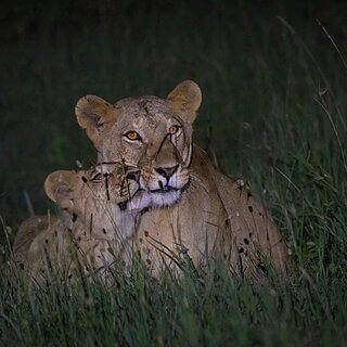 Solio - Lioness with cub